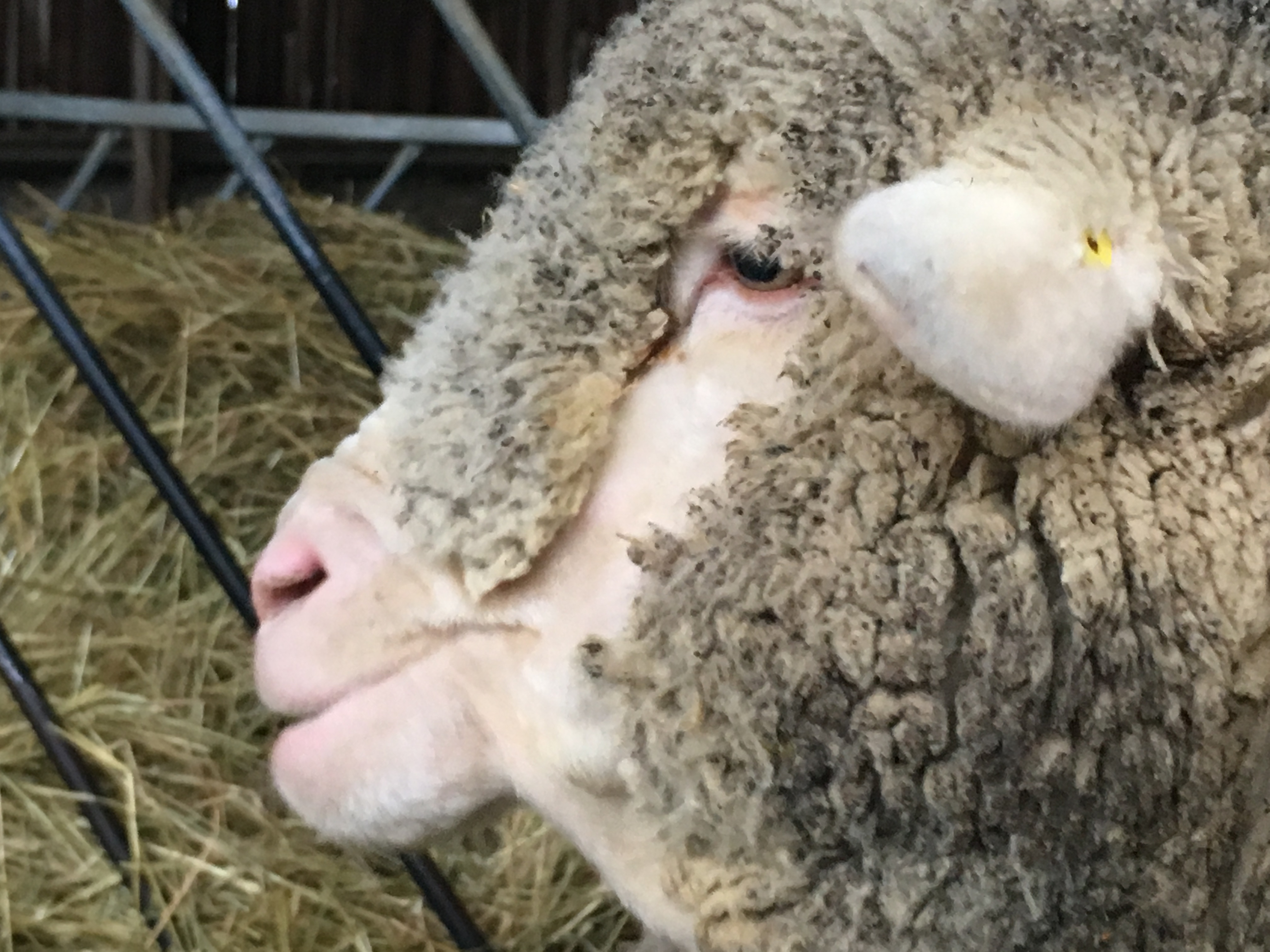 mouton de la bergerie nationale de Rambouillet